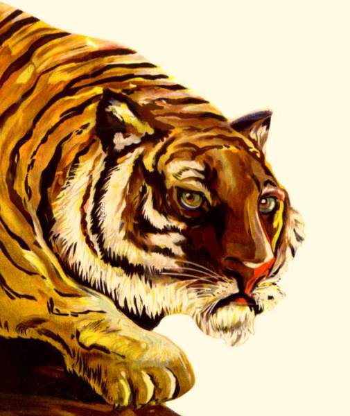 TIGER STUDY for TIGER SAUCE BOTTLE painted by JOSEPH APPLEYARD