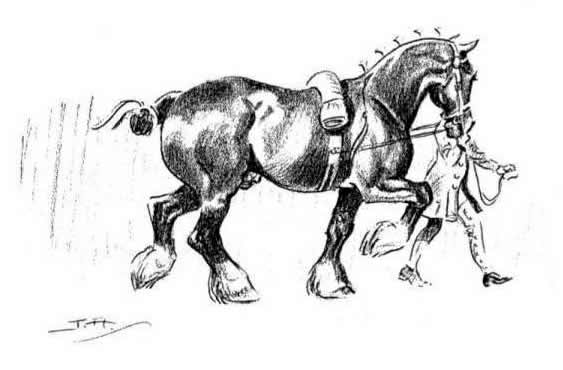 SHIRE HORSE by JOSEPH APPLEYARD