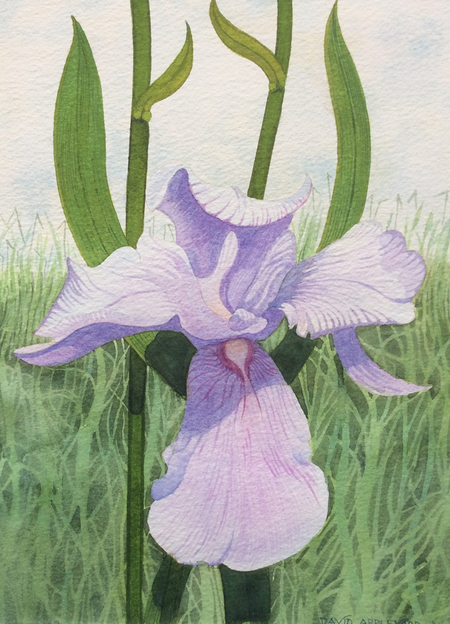 IRIS painted by DAVID APPLEYARD